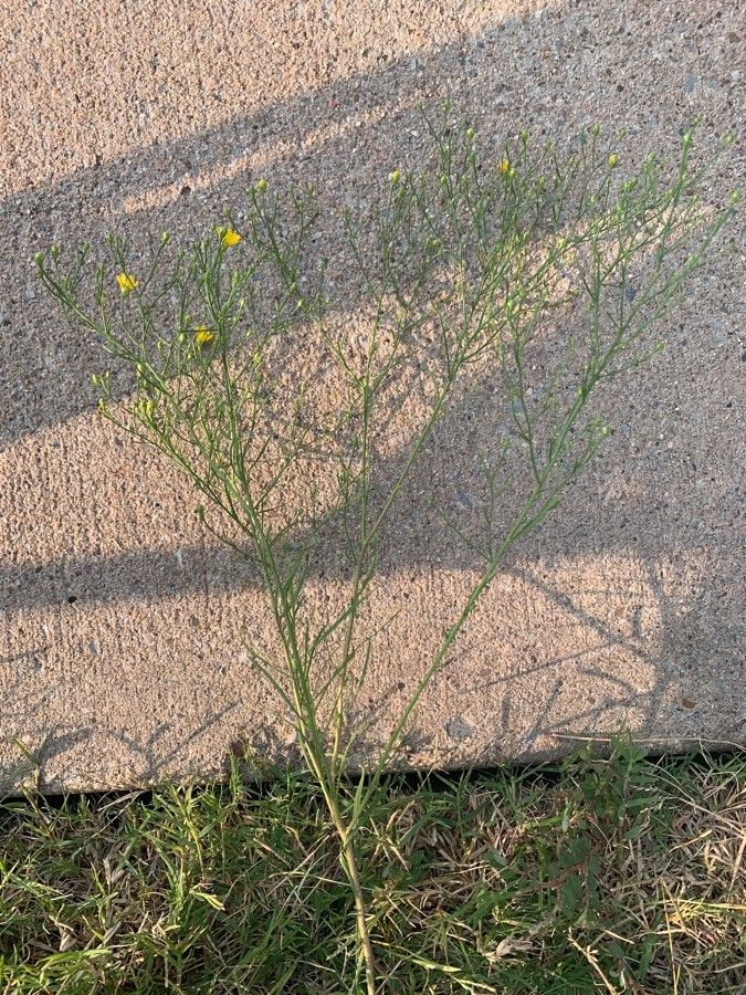 Amphiachyris dracunculoides — search result for 'New Mexico'