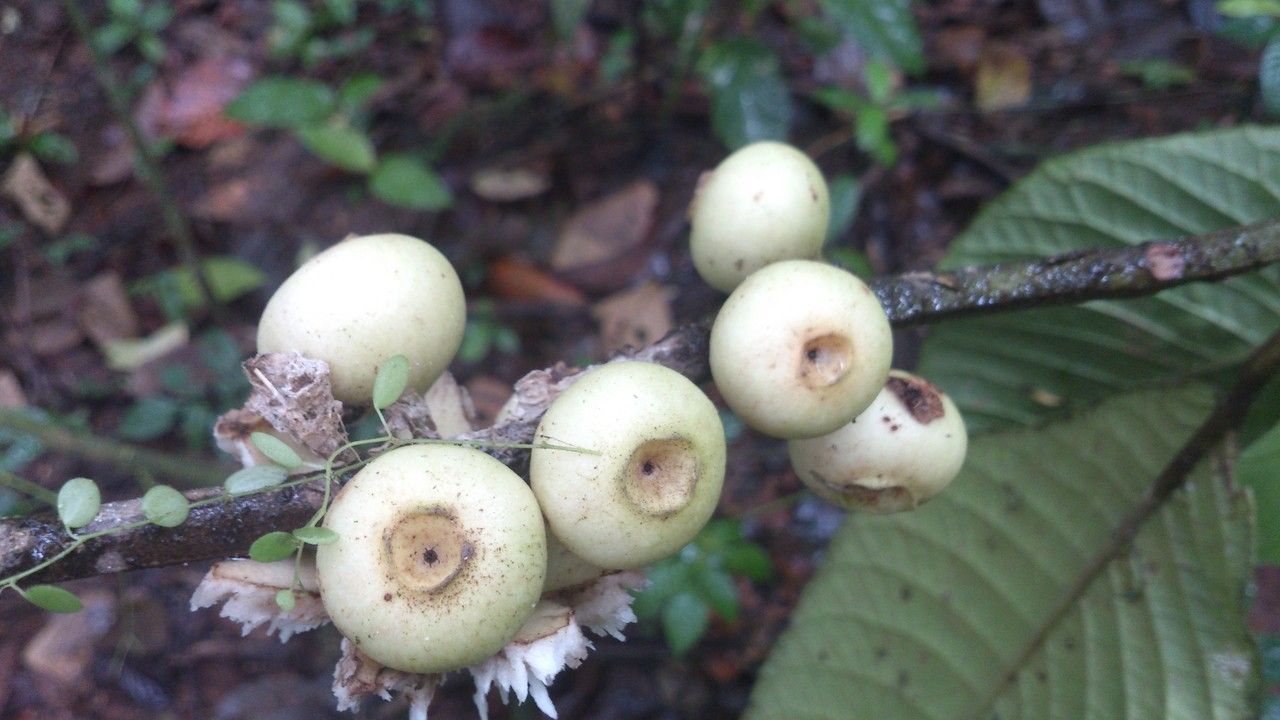 Siparuna pauciflora fruit