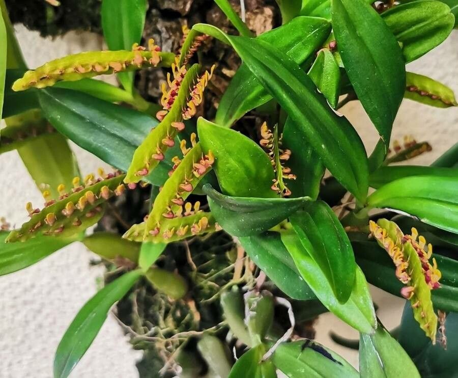 Bulbophyllum falcatum leaf