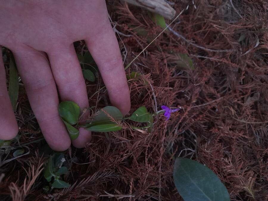 Justicia pilosella — search result for 'Justicia'