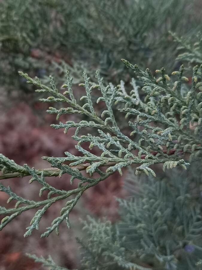 Juniperus osteosperma leaf