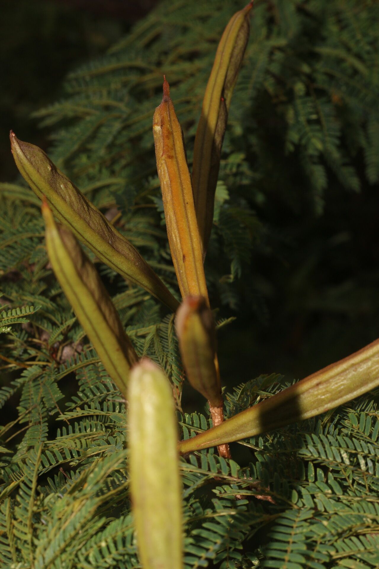 Calliandra rubescens fruit