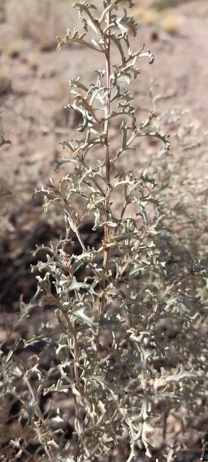 Atriplex crenatifolia — search result for 'Atriplex'