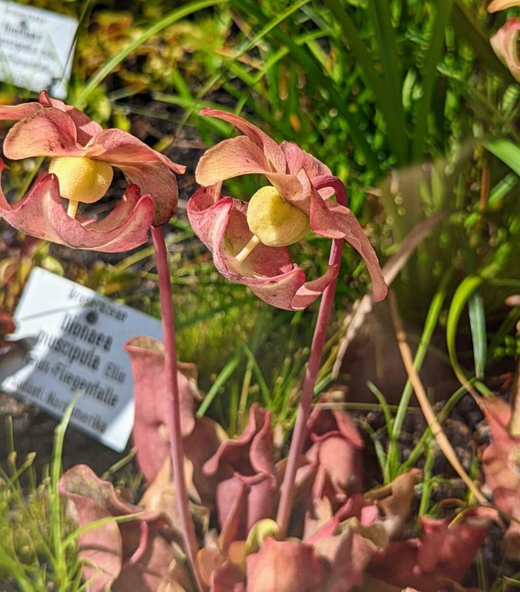 Sarracenia rosea flower