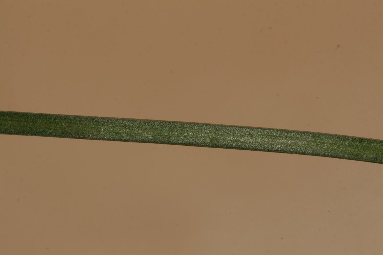 Prospero pulchellum other