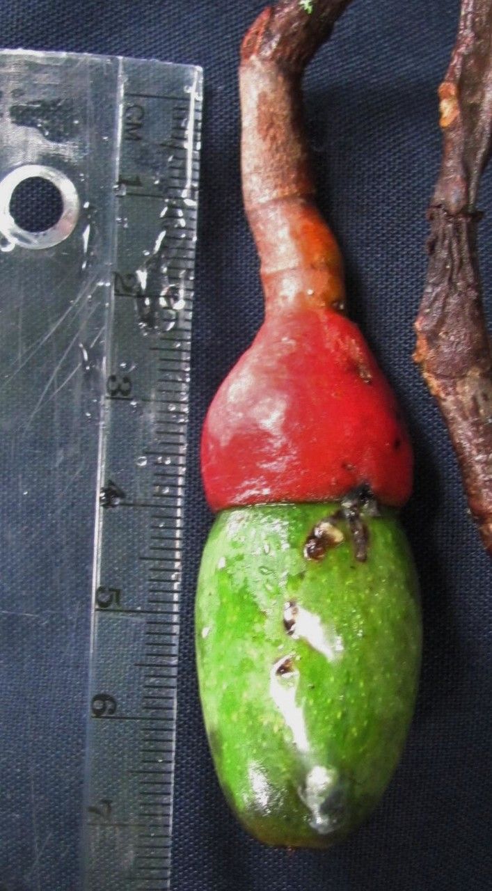 Ocotea stenoneura other