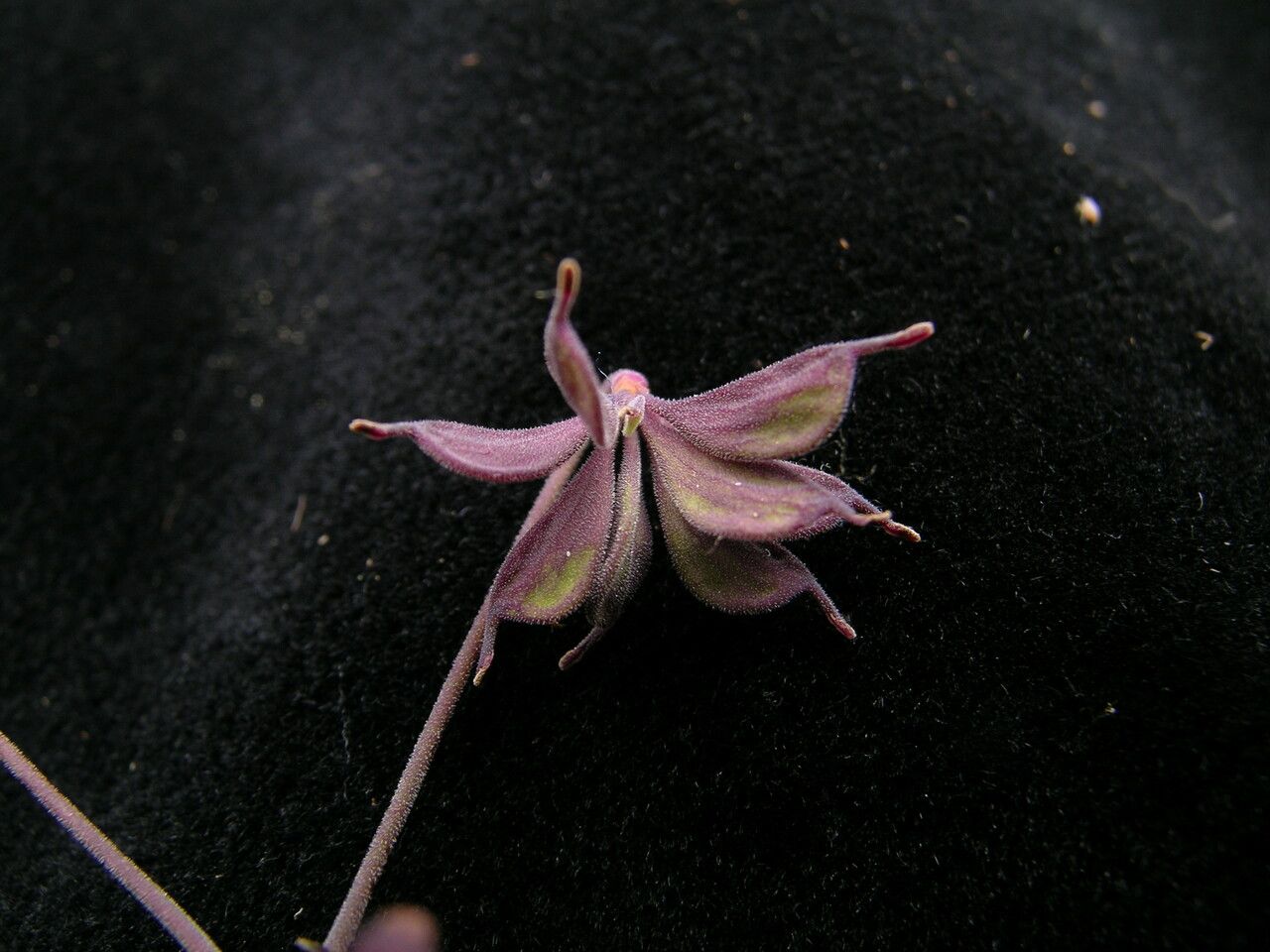 Thalictrum rostellatum fruit