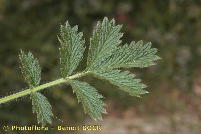Potentilla hispanica — search result for 'Potentilla'