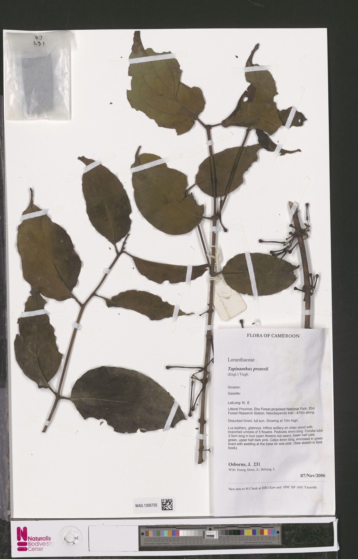 Tapinanthus preussii — houseplant care guide