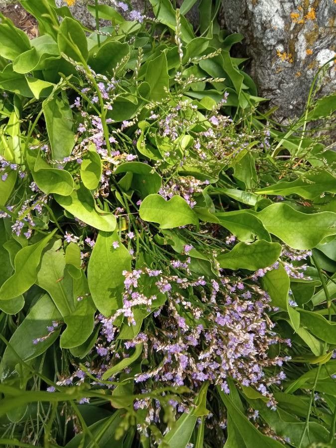 Limonium scoparium flower
