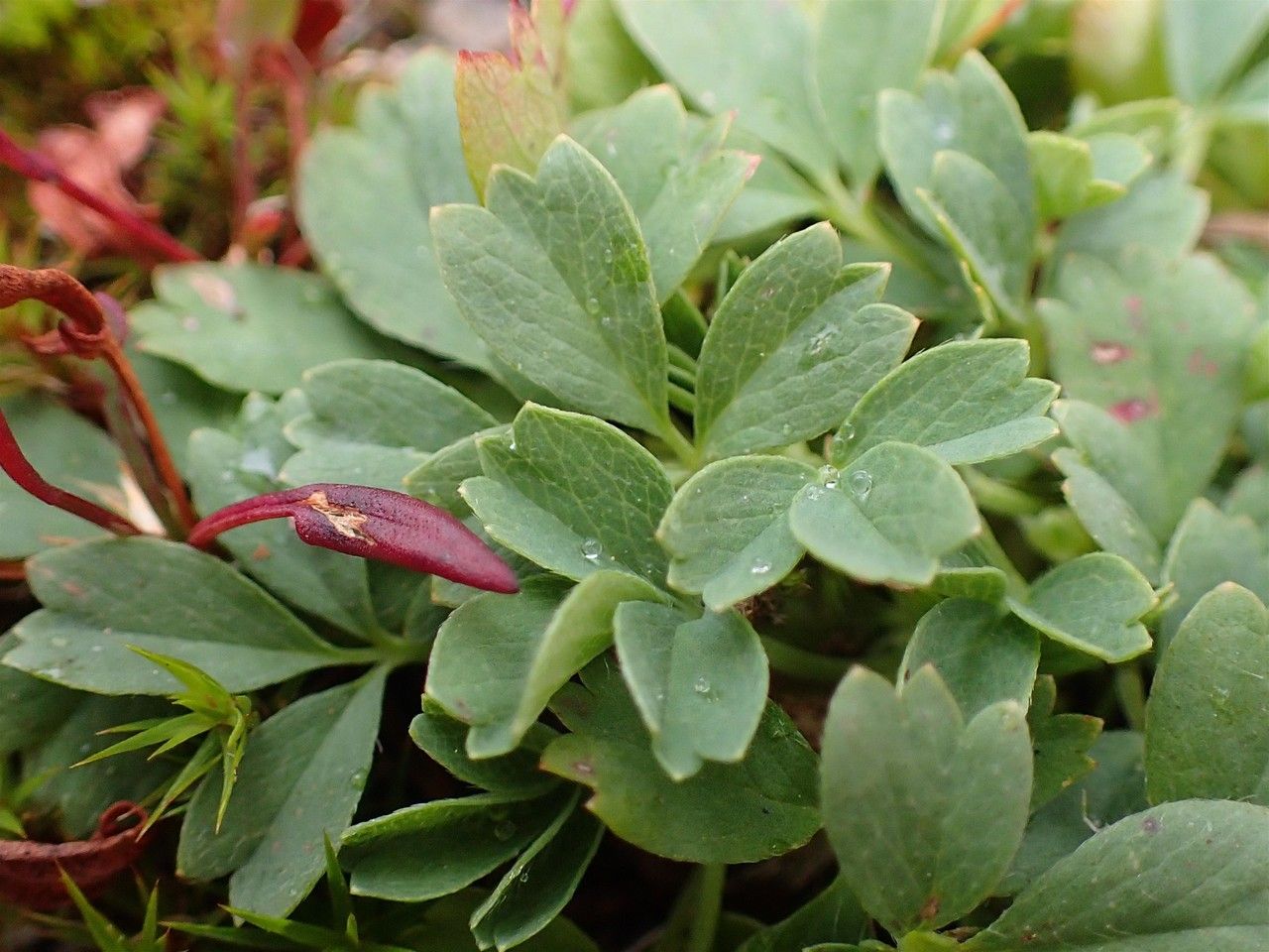 Sibbaldia procumbens habit