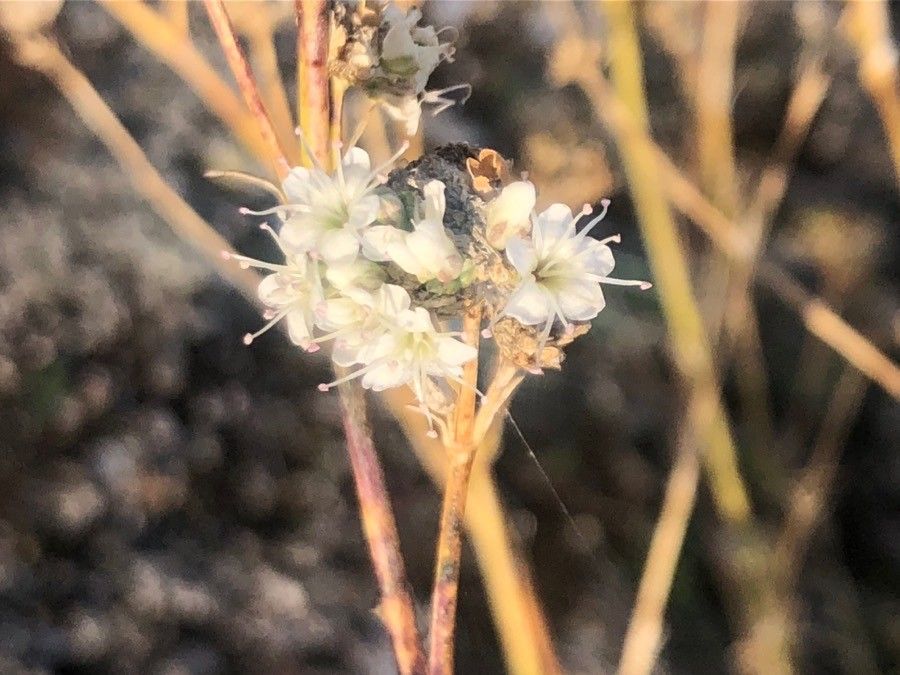 Gypsophila struthium flower