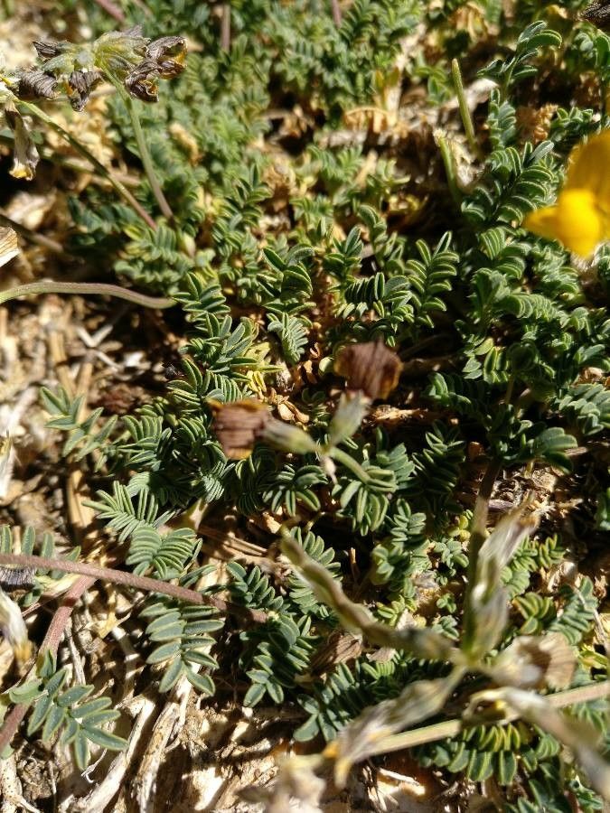 Hippocrepis prostrata leaf