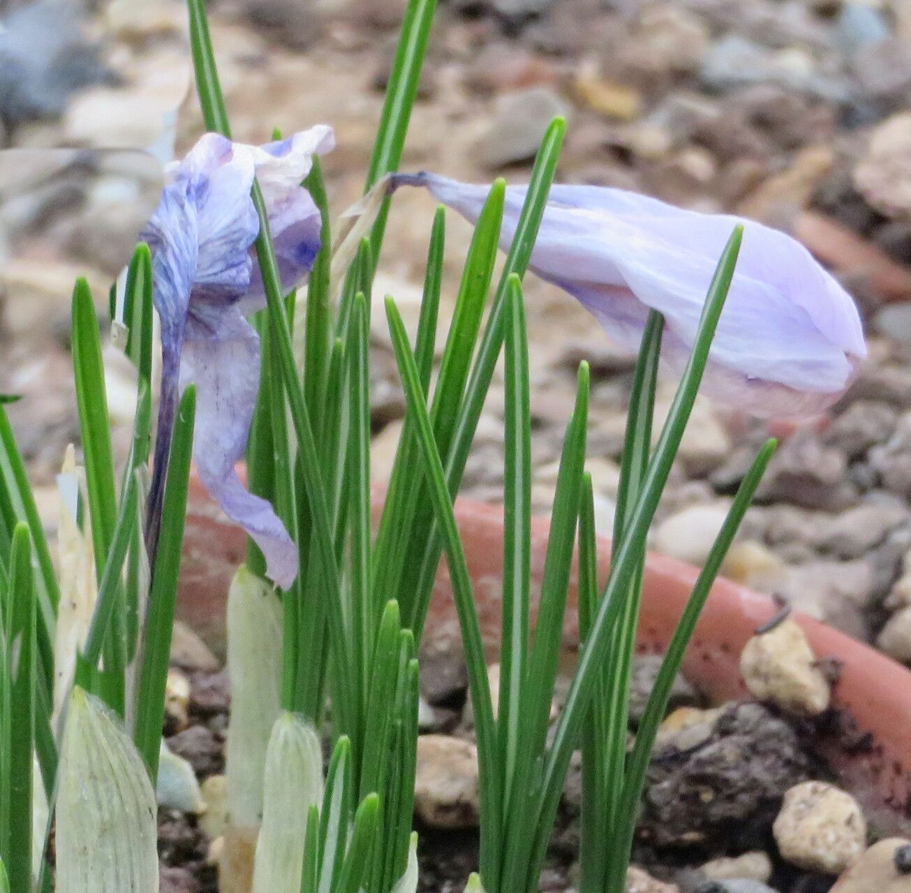 Crocus autumnalis — houseplant care guide