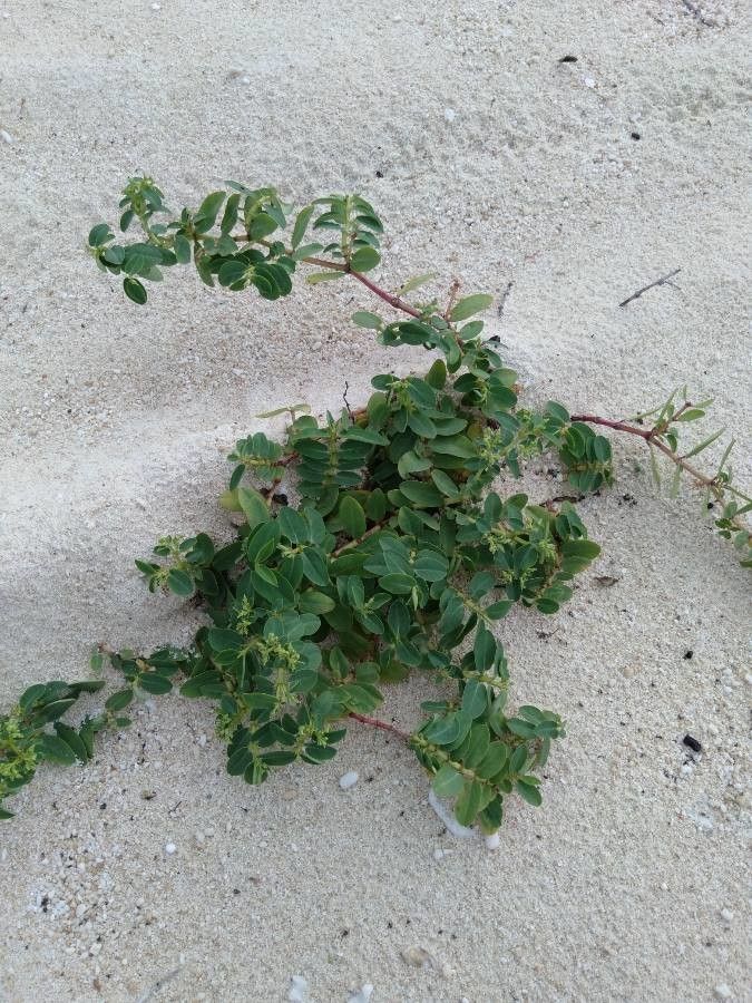 Euphorbia atoto habit