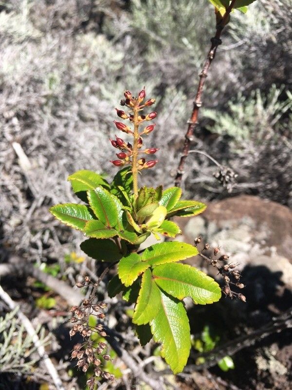 Weinmannia mauritiana fruit