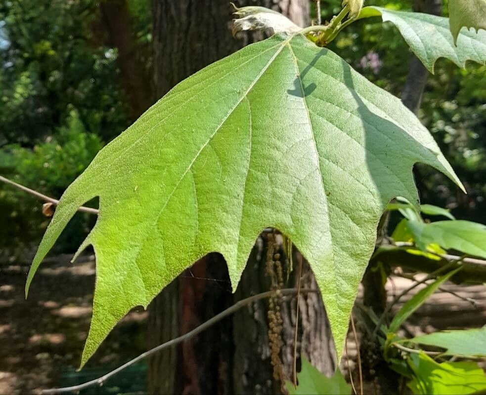 Platanus mexicana