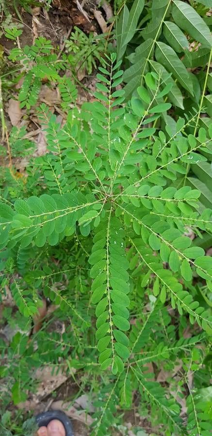 Phyllanthus niruroides leaf