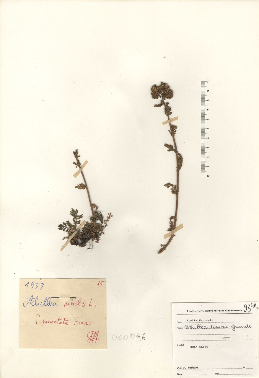 Achillea virescens other