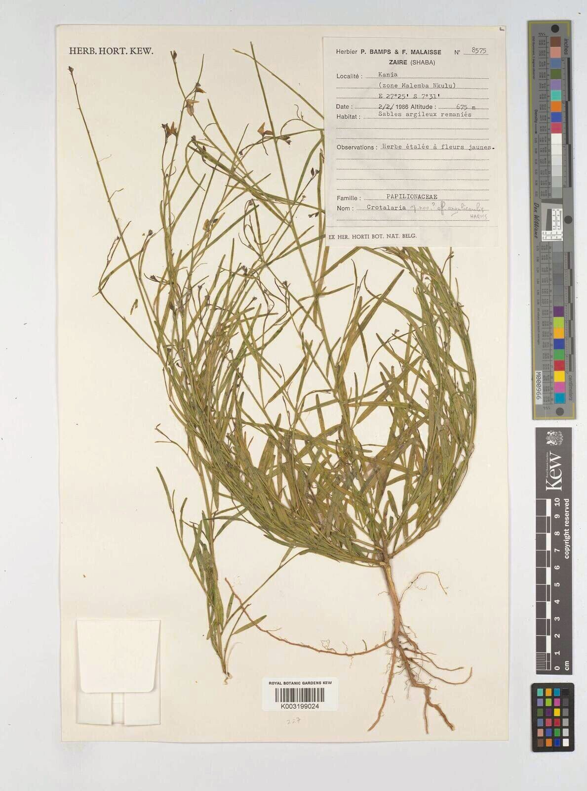 Crotalaria angulicaulis — houseplant care guide