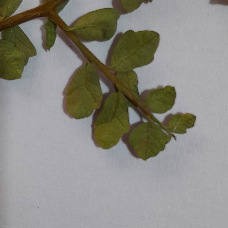 Schinus marchandii — search result for 'Schinus'