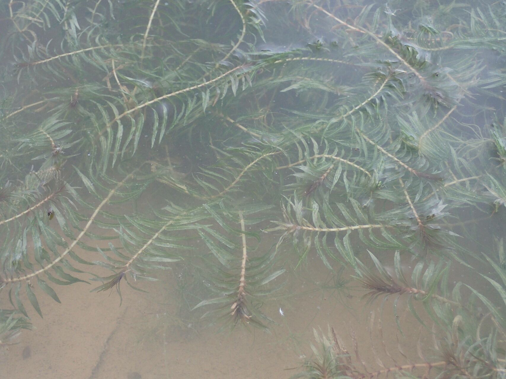 Groenlandia densa leaf