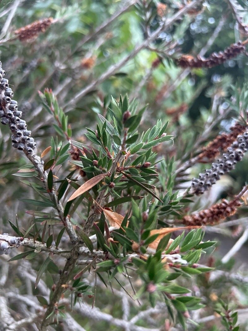 Melaleuca virens leaf