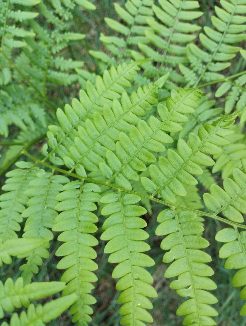 Pteridium pinetorum leaf