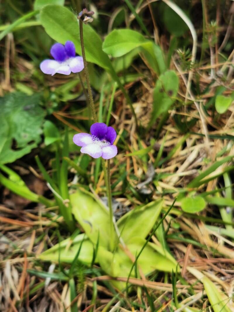 Pinguicula leptoceras habit