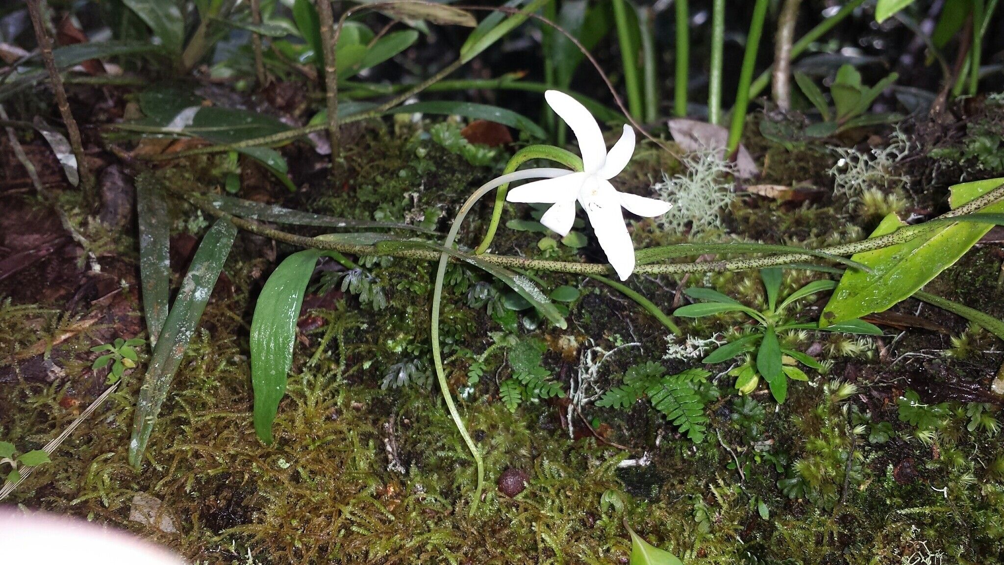 Angraecum melanostictum flower