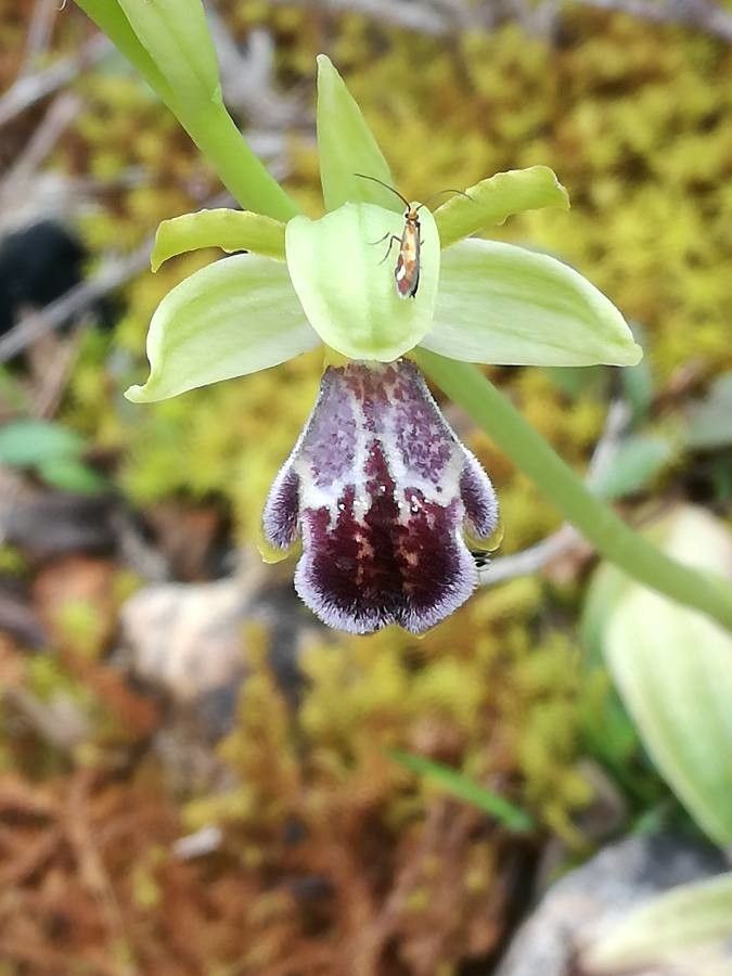 Ophrys × brigittae flower
