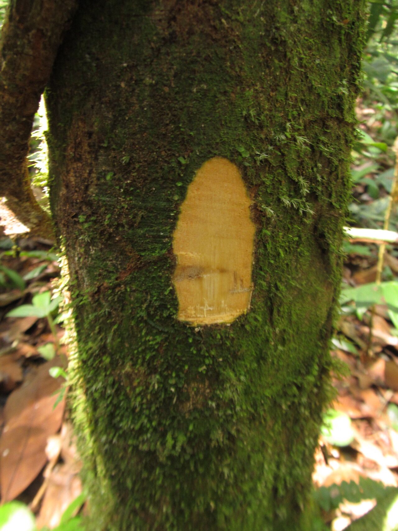 Drypetes ituriensis bark