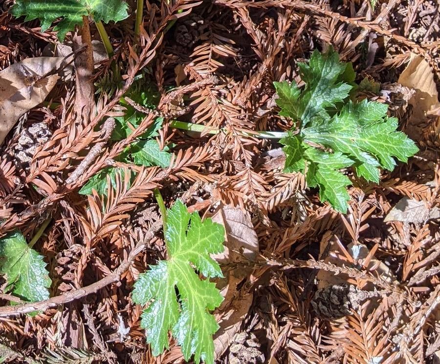 Sanicula laciniata — search result for 'Sanicula'