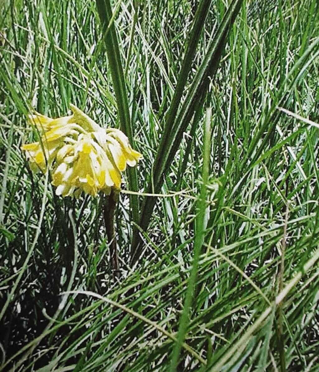 Eulophia leontoglossa habit