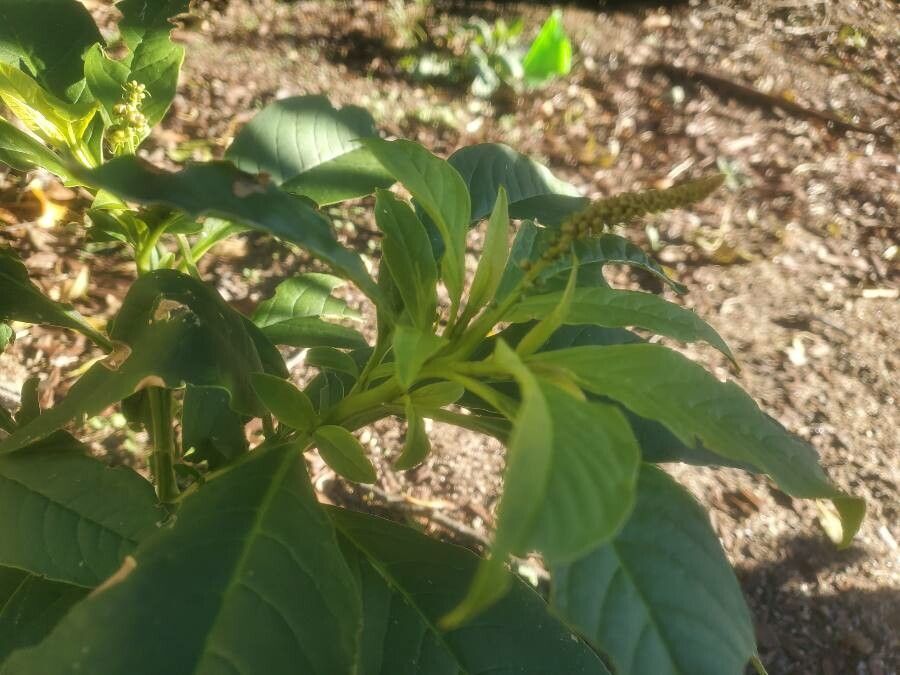 Phytolacca icosandra — search result for 'Tropical South America'