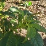 Phytolacca icosandra