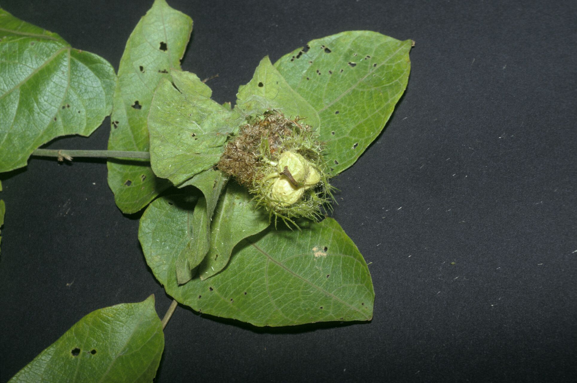 Dalechampia tiliifolia fruit