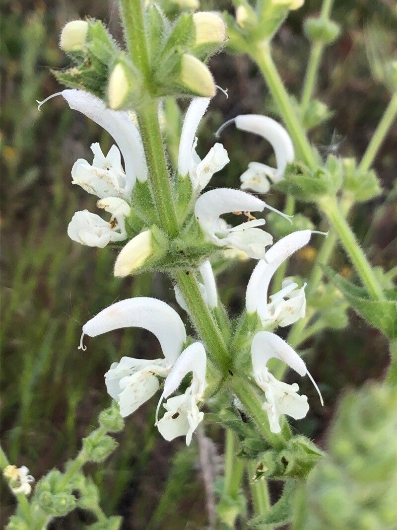 Salvia argentea flower