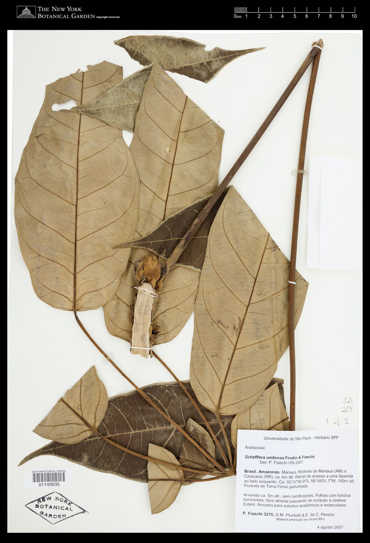 Didymopanax umbrosus — houseplant care guide