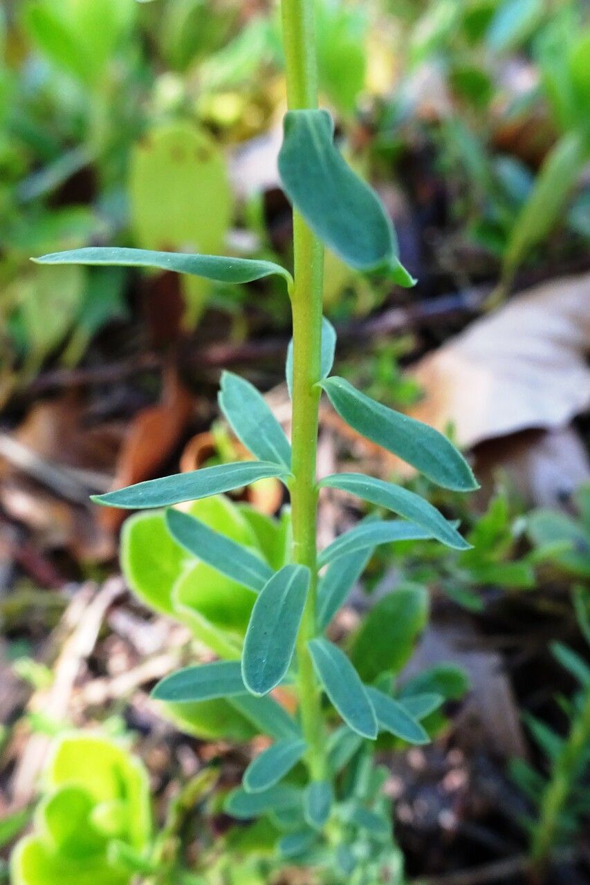 Euphorbia seguieriana — search result for 'Euphorbiaceae'