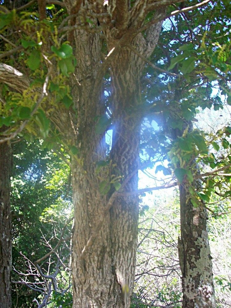 Antidesma messianianum bark