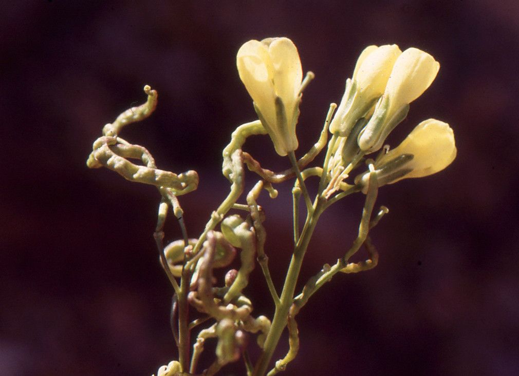 Brassica repanda fruit