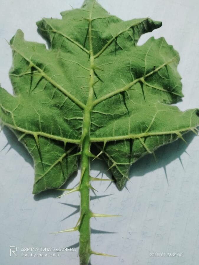 Solanum stramoniifolium — search result for 'Solanum'