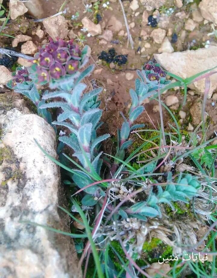 Euphorbia apios — houseplant care guide