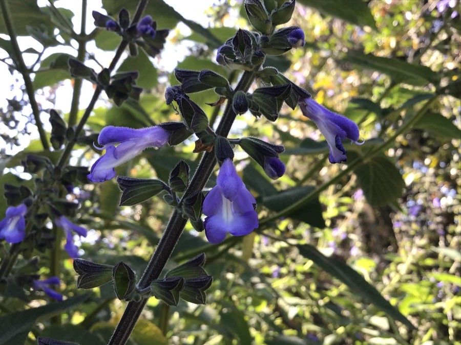 Salvia stachydifolia flower