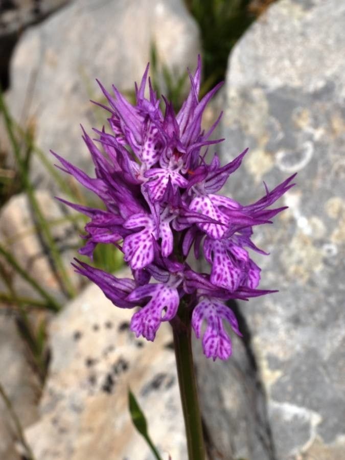 Orchis tridentata — search result for 'Poland'