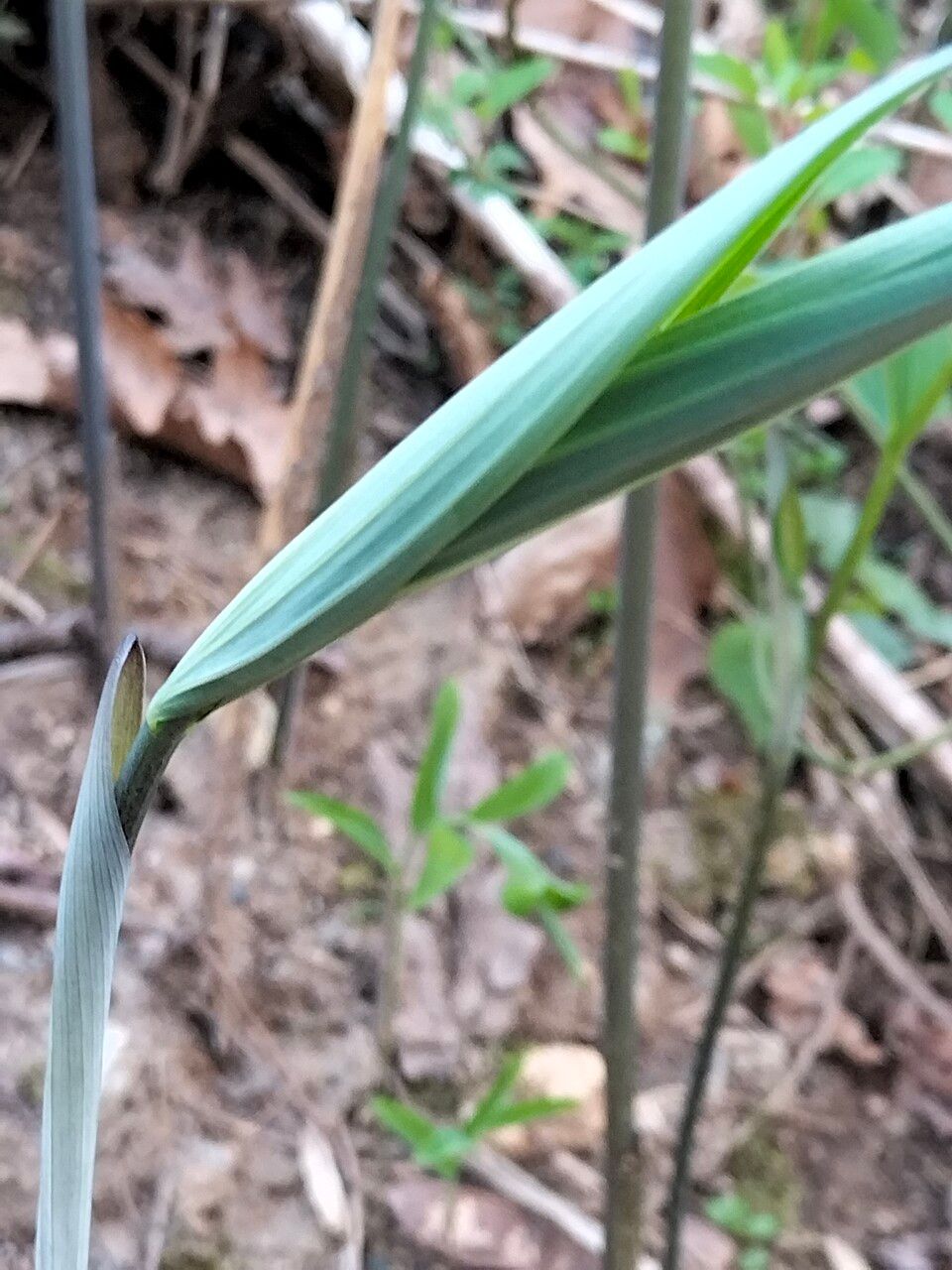 Polygonatum pubescens leaf