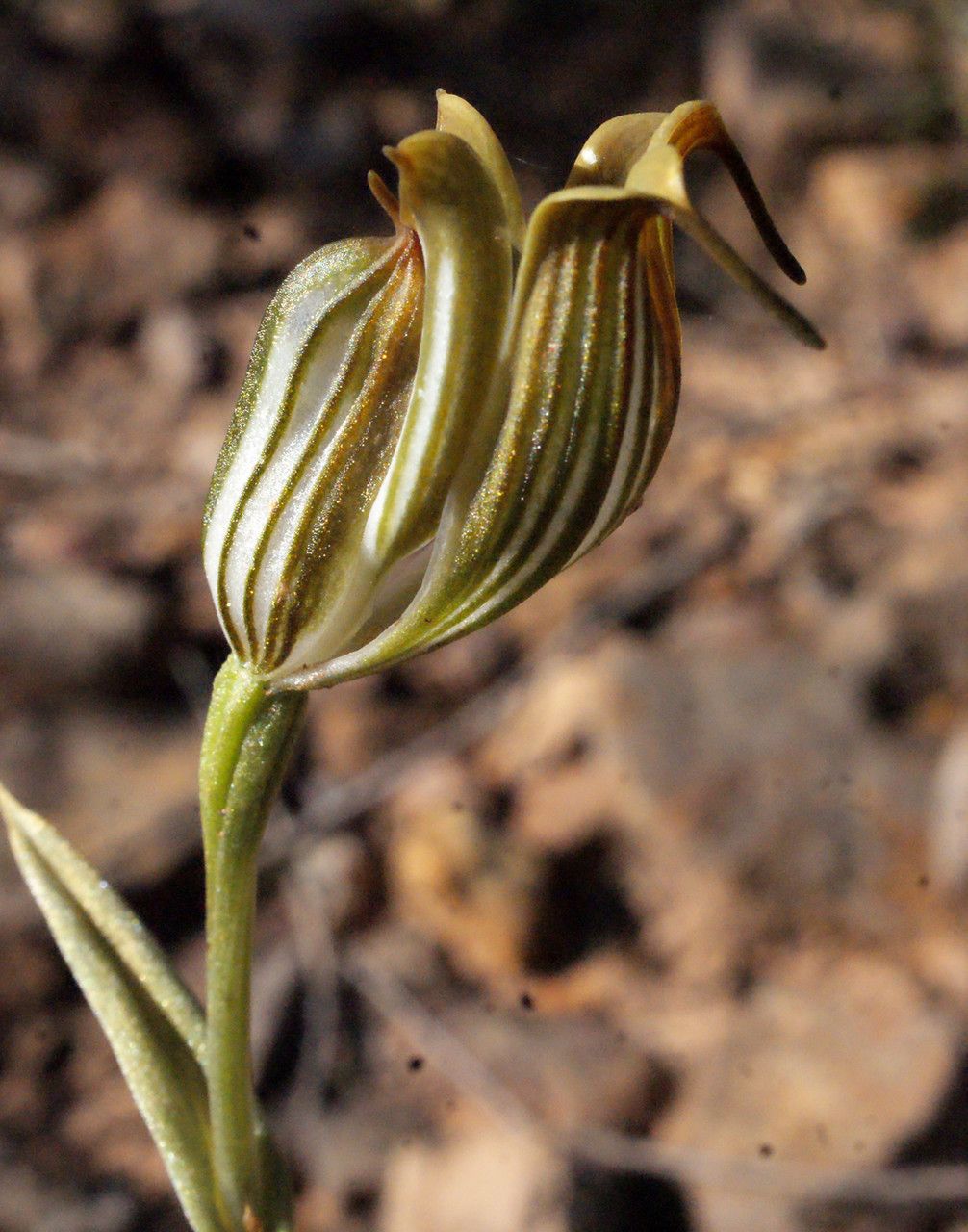 Pterostylis recurva flower