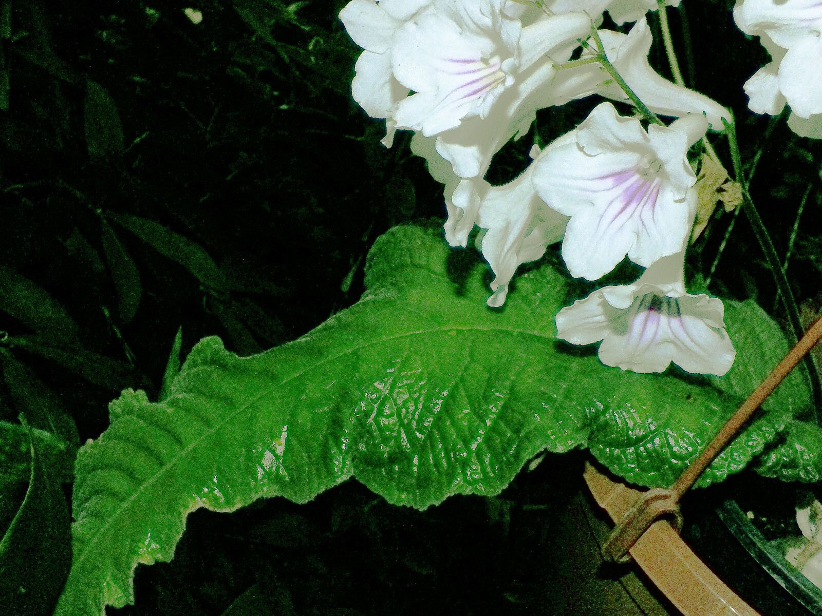 Streptocarpus primulifolius — search result for 'Streptocarpus'