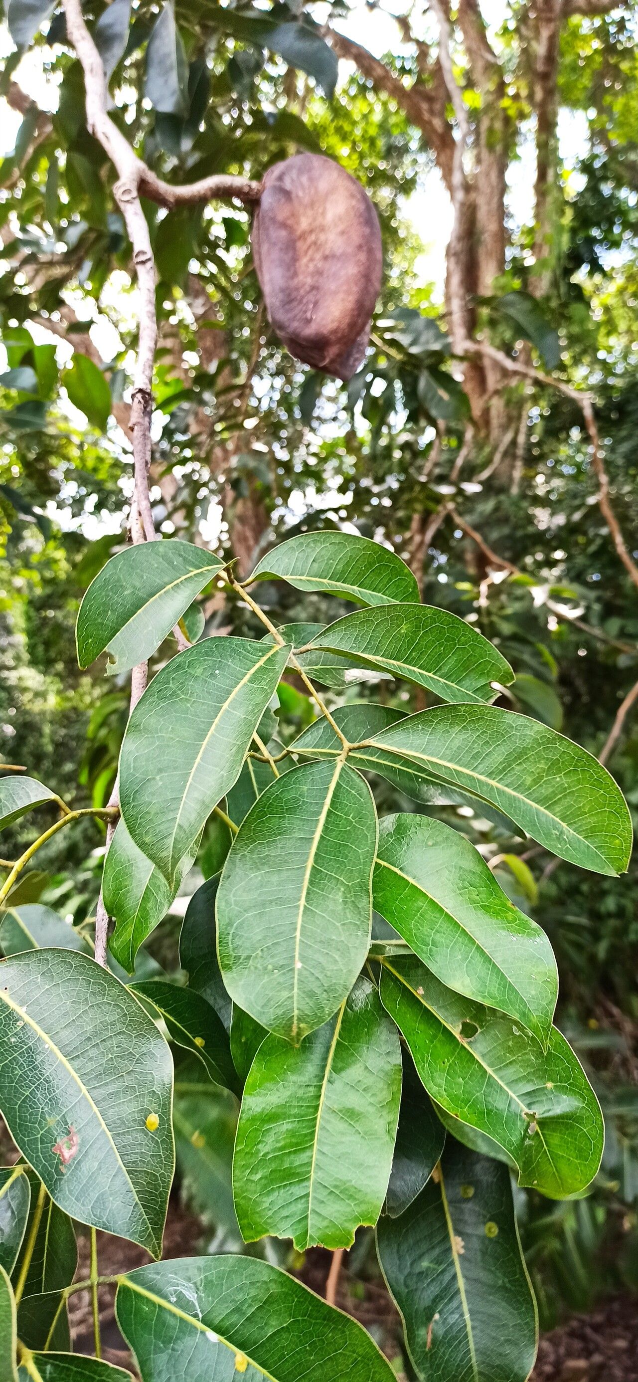 Afzelia pachyloba — related species from the same genus